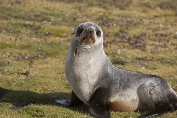 Zuid Georgië Zeeleeuw Grote Plan Een Zonnige Dag — Stockfoto