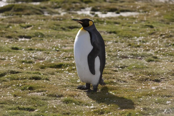 晴れた日にサウス ジョージア島キング ペンギンをクローズ アップ — ストック写真
