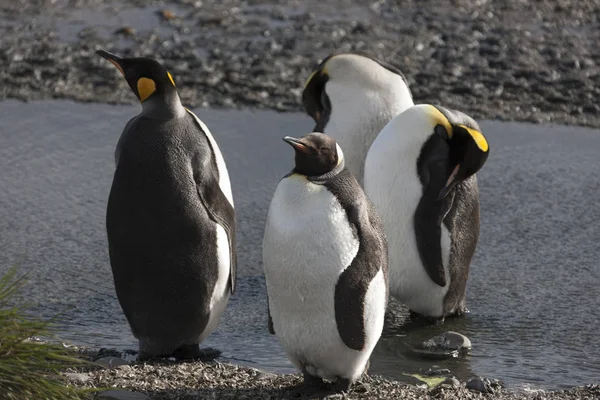 Pingüino Rey Georgia Del Sur Cerca Día Soleado —  Fotos de Stock