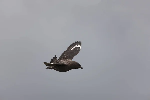 Jižní Georgie Skua Detail — Stock fotografie