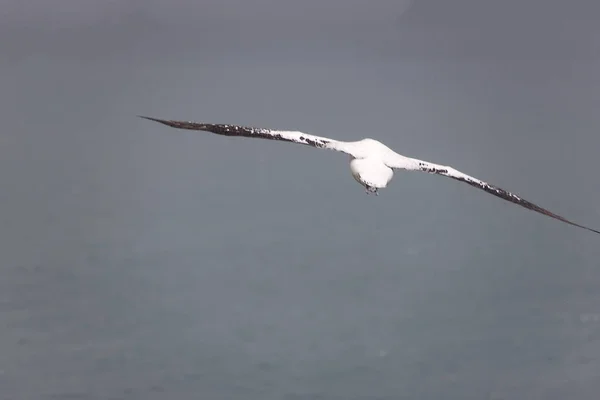 Georgia Del Sur Gigante Albatros Del Sur Primer Plano Vuelo — Foto de Stock
