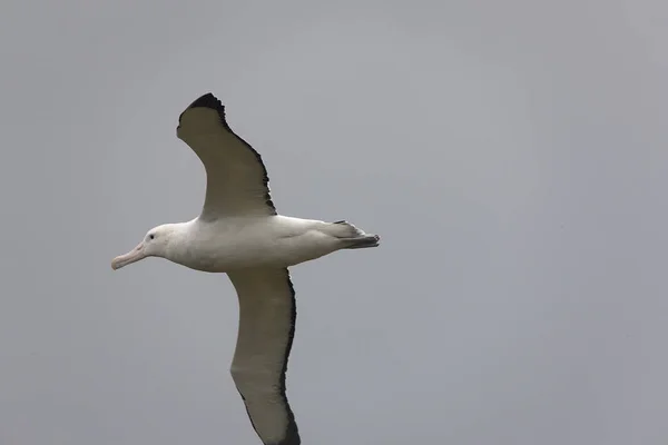 Zuid Georgië Reus Zuidelijke Albatross Close Tijdens Vlucht — Stockfoto
