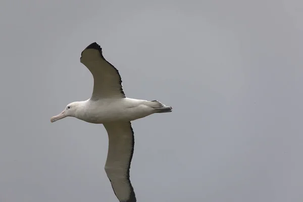 Güney Georgia Dev Güney Albatros Yakın Çekim Uçuş — Stok fotoğraf