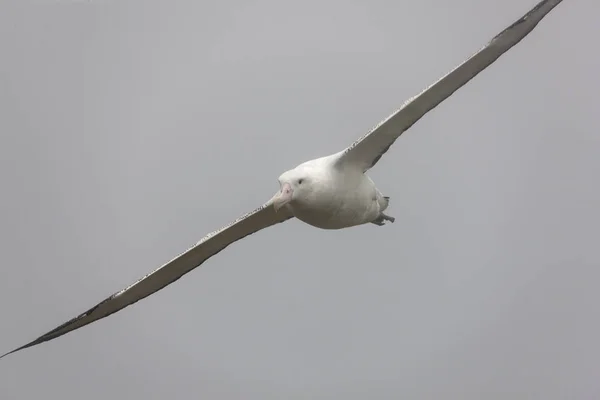 Georgia Del Sur Gigante Albatros Del Sur Primer Plano Vuelo —  Fotos de Stock