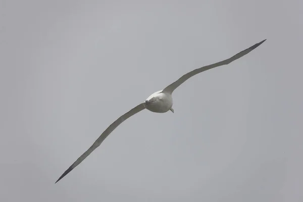 Jižní Georgie Obří Jižní Albatros Detail Letu — Stock fotografie