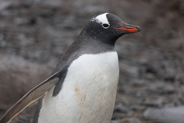 Géorgie Sud Pingouin Subarctique Gros Plan — Photo