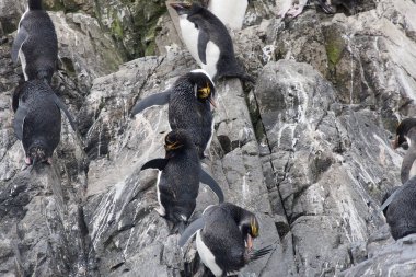Makarna yakın çekimler Güney Georgia kolonisi