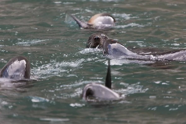 南ジョージア 海のライオンをクローズ アップ — ストック写真