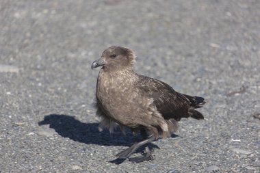 Güney Georgia Antarktika korsan martı yakın çekim