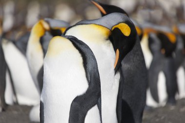 Güneşli bir günde Güney Georgia Kraliyet penguenleri yakın çekim