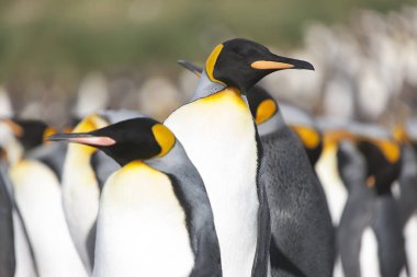 Güneşli bir günde Güney Georgia Kraliyet penguenleri yakın çekim