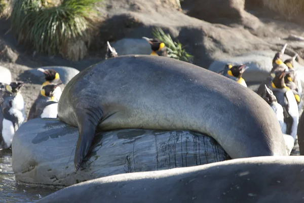 South Georgia Huge Elephant Seal Close — Stock Photo, Image