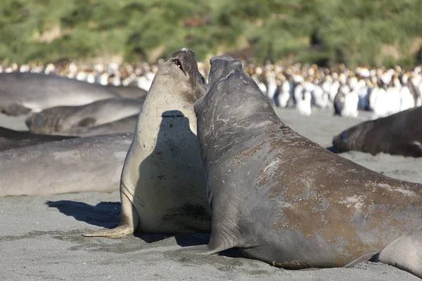 South Georgia Huge Elephant Seal Close — Stock Photo, Image