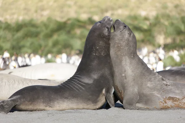 South Georgia Huge Elephant Seal Close — Stock Photo, Image