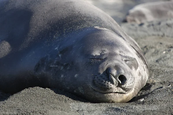 South Georgia Huge Elephant Seal Close — Stock Photo, Image