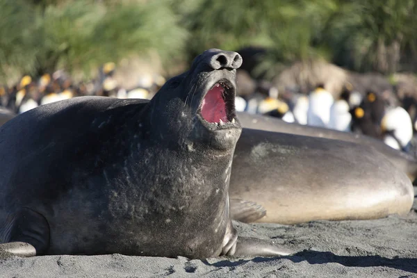 サウス ジョージア島巨大なゾウアザラシをクローズ アップ — ストック写真