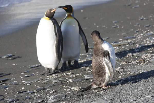 South Georgia Royal Penguins Close Sunny Day — Stock Photo, Image