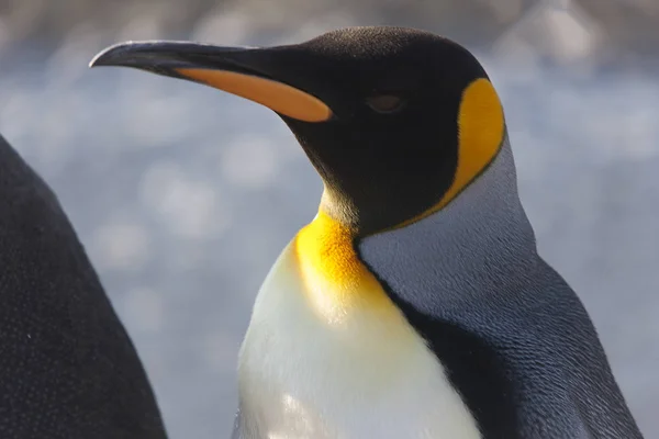 Zuid Georgië Koninklijke Pinguïns Close Een Zonnige Dag — Stockfoto