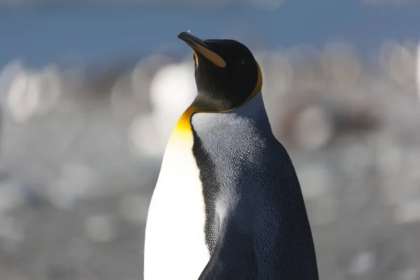 Zuid Georgië Koninklijke Pinguïns Close Een Zonnige Dag — Stockfoto