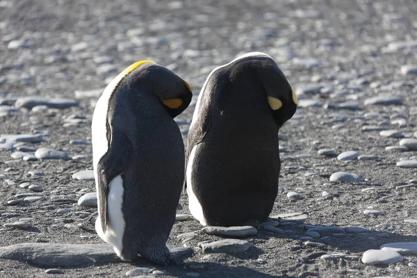 South Georgia Royal Penguins Close Sunny Day — Stock Photo, Image