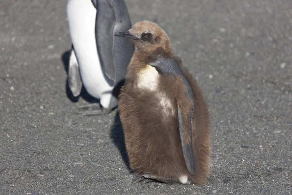 南ジョージア ロイヤル ペンギンは晴れた日にクローズ アップ — ストック写真