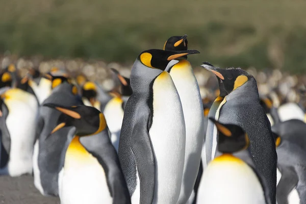 Güneşli Bir Günde Güney Georgia Kraliyet Penguenleri Yakın Çekim — Stok fotoğraf