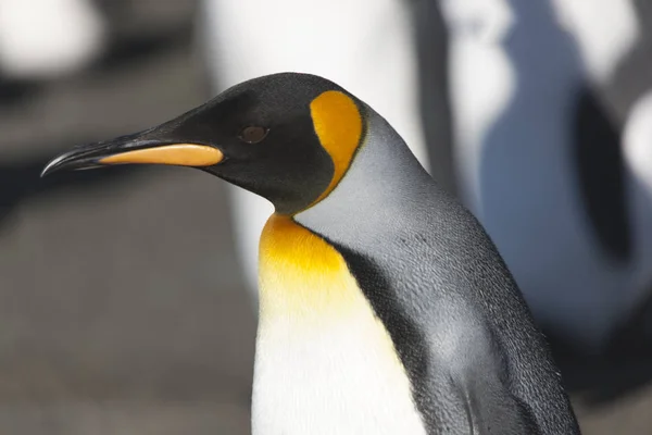 Zuid Georgië Koninklijke Pinguïns Close Een Zonnige Dag — Stockfoto