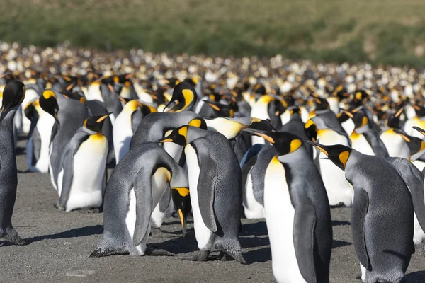 Güney Gürcistan Kral Penguen Kolonisi — Stok fotoğraf