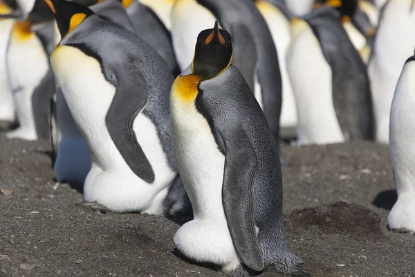 Pingüinos Reales Georgia Del Sur Acercan Día Soleado — Foto de Stock