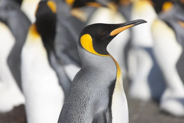 Zuid Georgië Koninklijke Pinguïns Close Een Zonnige Dag — Stockfoto