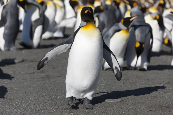 Pingüinos Reales Georgia Del Sur Acercan Día Soleado —  Fotos de Stock
