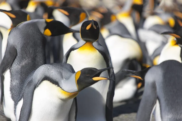 Königspinguine Aus Südgeorgien Hautnah Einem Sonnigen Tag — Stockfoto