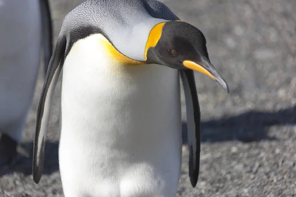 Güneşli Bir Günde Güney Georgia Kraliyet Penguenleri Yakın Çekim — Stok fotoğraf