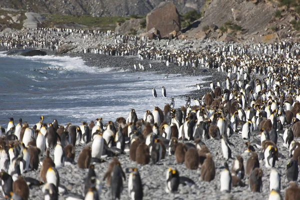 Colonia King Penguin Georgia Del Sur — Foto de Stock