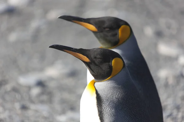 South Georgia Royal Penguins Close Sunny Day — Stock Photo, Image