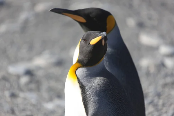 Pingüinos Reales Georgia Del Sur Acercan Día Soleado — Foto de Stock