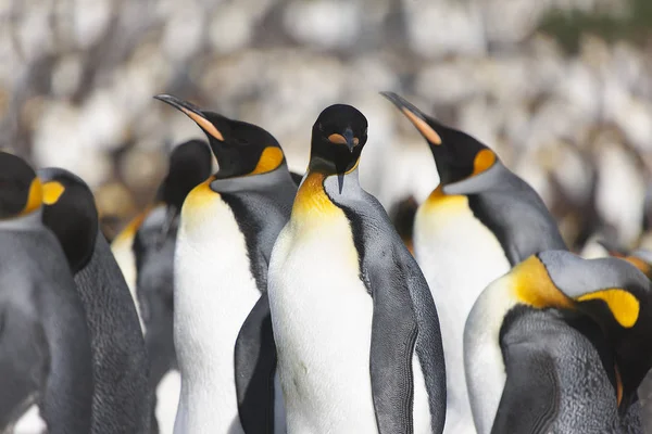 Güneşli Bir Günde Güney Georgia Kraliyet Penguenleri Yakın Çekim — Stok fotoğraf