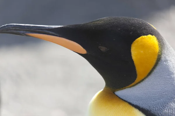 Zuid Georgië Koninklijke Pinguïns Close Een Zonnige Dag — Stockfoto