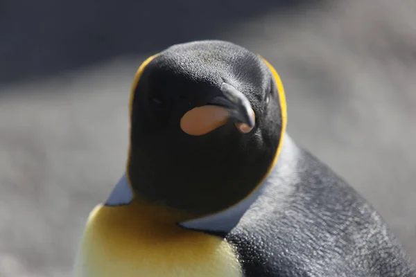 Geórgia Sul Pinguins Reais Fechar Dia Ensolarado — Fotografia de Stock