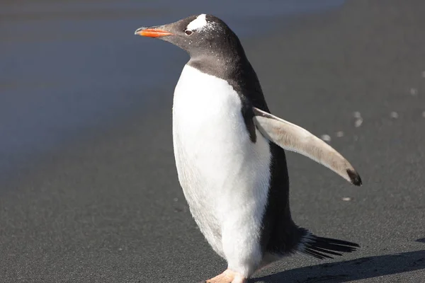 Zuid Georgië Subarctische Pinguïn Close — Stockfoto