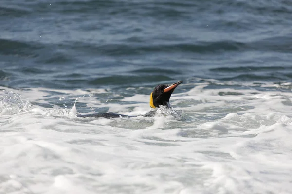 Pinguini Reali Della Georgia Del Sud Vicino Una Giornata Sole — Foto Stock