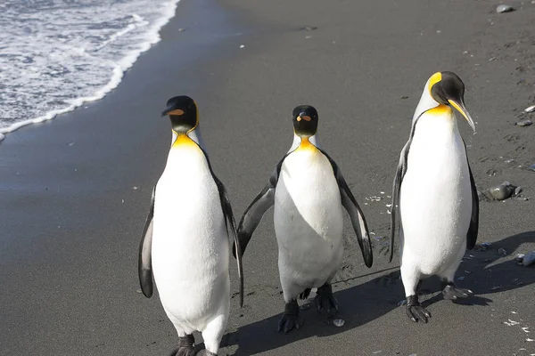 Королівські Пінгвіни Південна Джорджія Закладають Сонячний День — стокове фото