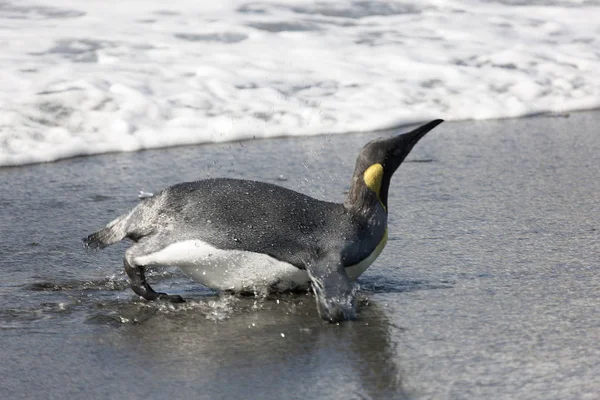 Güneşli Bir Günde Güney Georgia Kraliyet Penguenleri Yakın Çekim — Stok fotoğraf