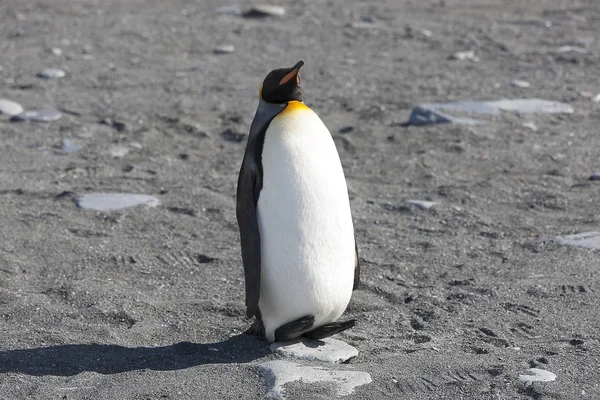 南乔治亚岛的皇家企鹅在阳光明媚的日子里关闭 — 图库照片