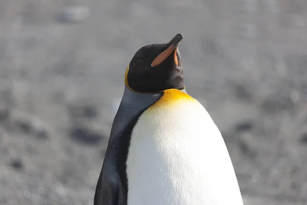 Zuid Georgië Koninklijke Pinguïns Close Een Zonnige Dag — Stockfoto