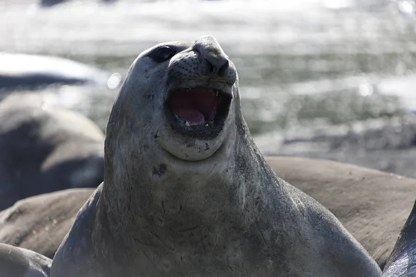 Zuid Georgië Enorme Zeeolifant Close — Stockfoto