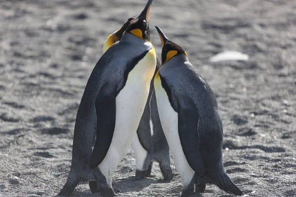 Pingüinos Reales Georgia Del Sur Acercan Día Soleado —  Fotos de Stock