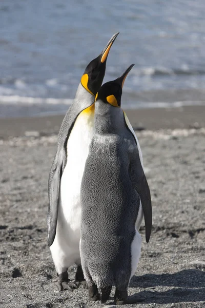 Королевские Пингвины Южной Джорджии Закрываются Солнечный День — стоковое фото