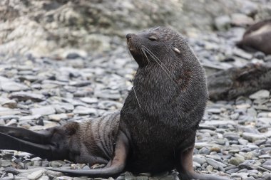 Güney Georgia deniz aslanı yakın çekim