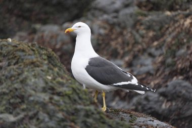 Güney Georgia Anatrctic martı yakın çekim